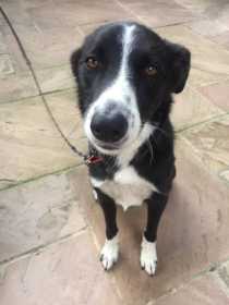 Lost Dog