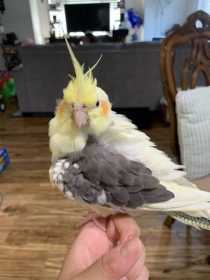 Lost Cockatiel