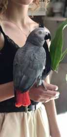 Lost African Grey