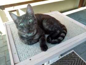 Lost Cat