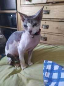 Lost Cat