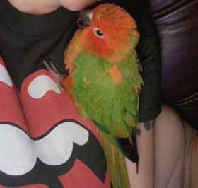 Lost Conure