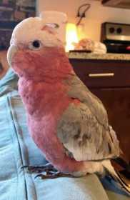 Lost Galah Cockatoo