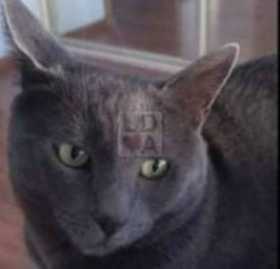 Lost Cat