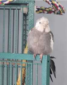 Lost Cockatiel