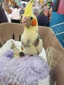 Lost Cockatiel