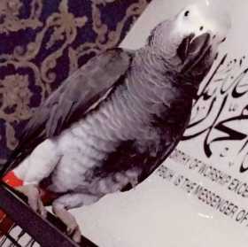 Lost African Grey