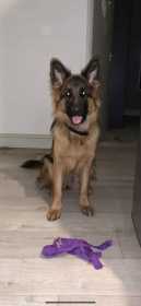 Lost Dog