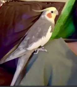 Lost Cockatiel