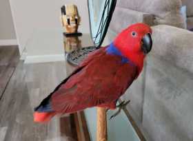 Lost Eclectus