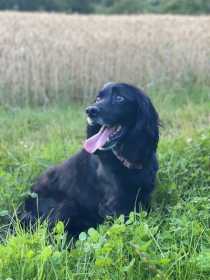 Lost Dog