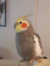 Lost Cockatiel