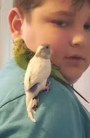 Lost Parakeet