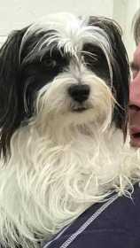 Lost Dog