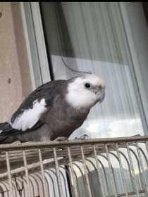 Lost Cockatiel