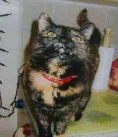 Lost Cat