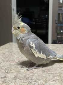 Lost Cockatiel