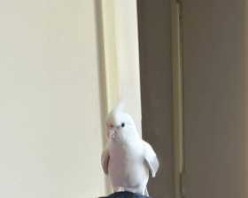 Lost Cockatiel