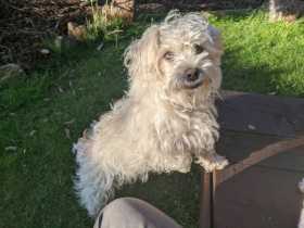 Lost Dog