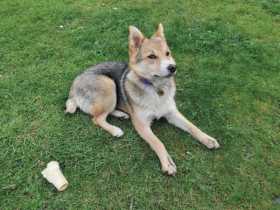 Lost Dog