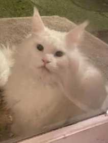 Lost Cat