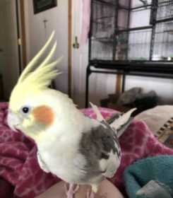 Lost Cockatiel