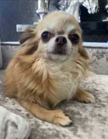 Lost Dog