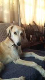 Lost Dog