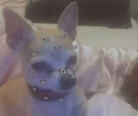 Lost Dog
