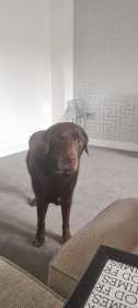 Lost Dog