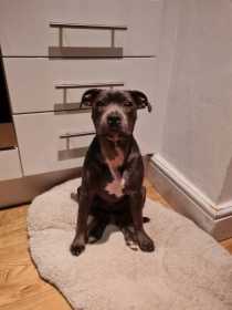 Lost Dog