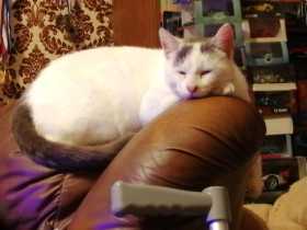 Lost Cat