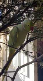 Lost Indian Ringneck Parakeet