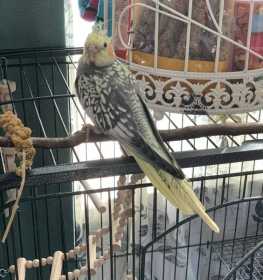 Lost Cockatiel