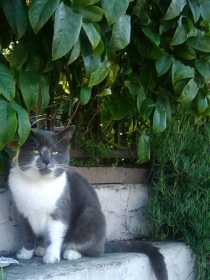 Lost Cat