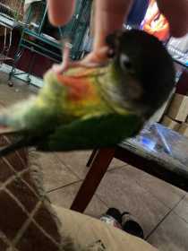 Lost Conure