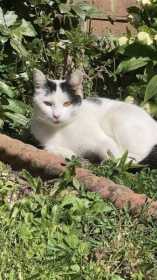 Lost Cat