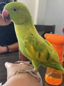 Lost Indian Ringneck Parakeet