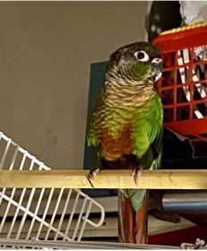 Lost Conure