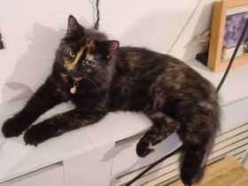 Lost Cat