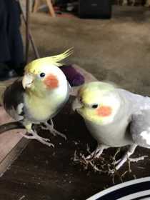 Lost Cockatiel