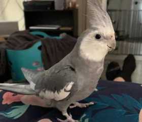 Lost Cockatiel