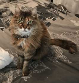 Lost Cat
