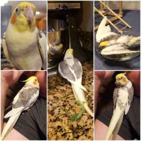 Lost Cockatiel