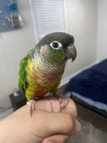 Lost Conure