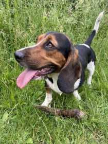 Lost Dog