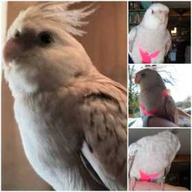 Lost Cockatiel