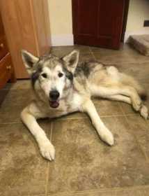 Lost Dog