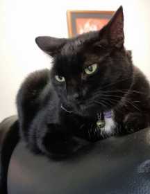 Lost Cat