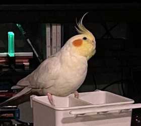 Lost Cockatiel